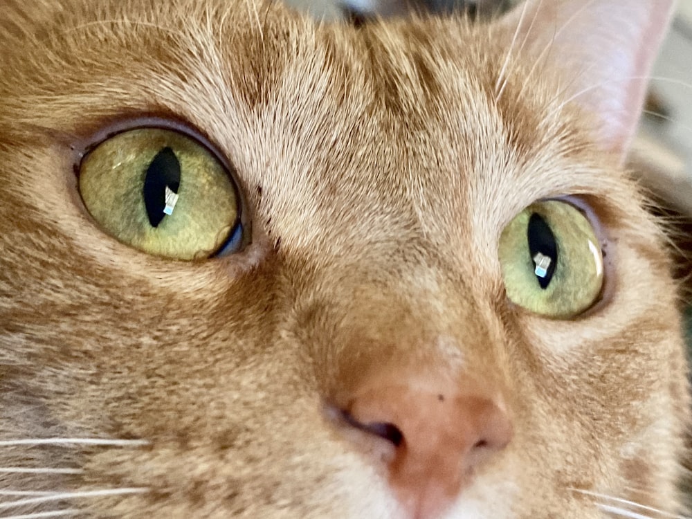 orange tabby cat with green eyes