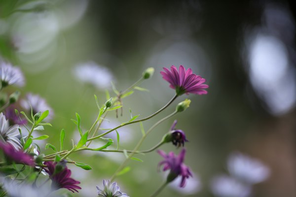Purple flower in tilt shift lens — Málaga, Spain