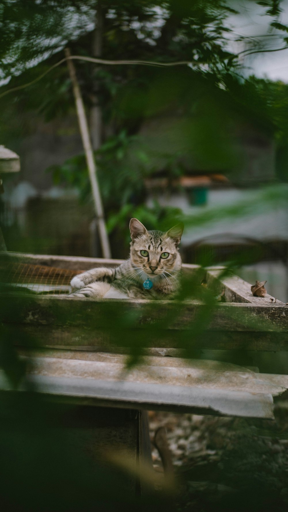 gato atigrado marrón sobre mesa de madera marrón