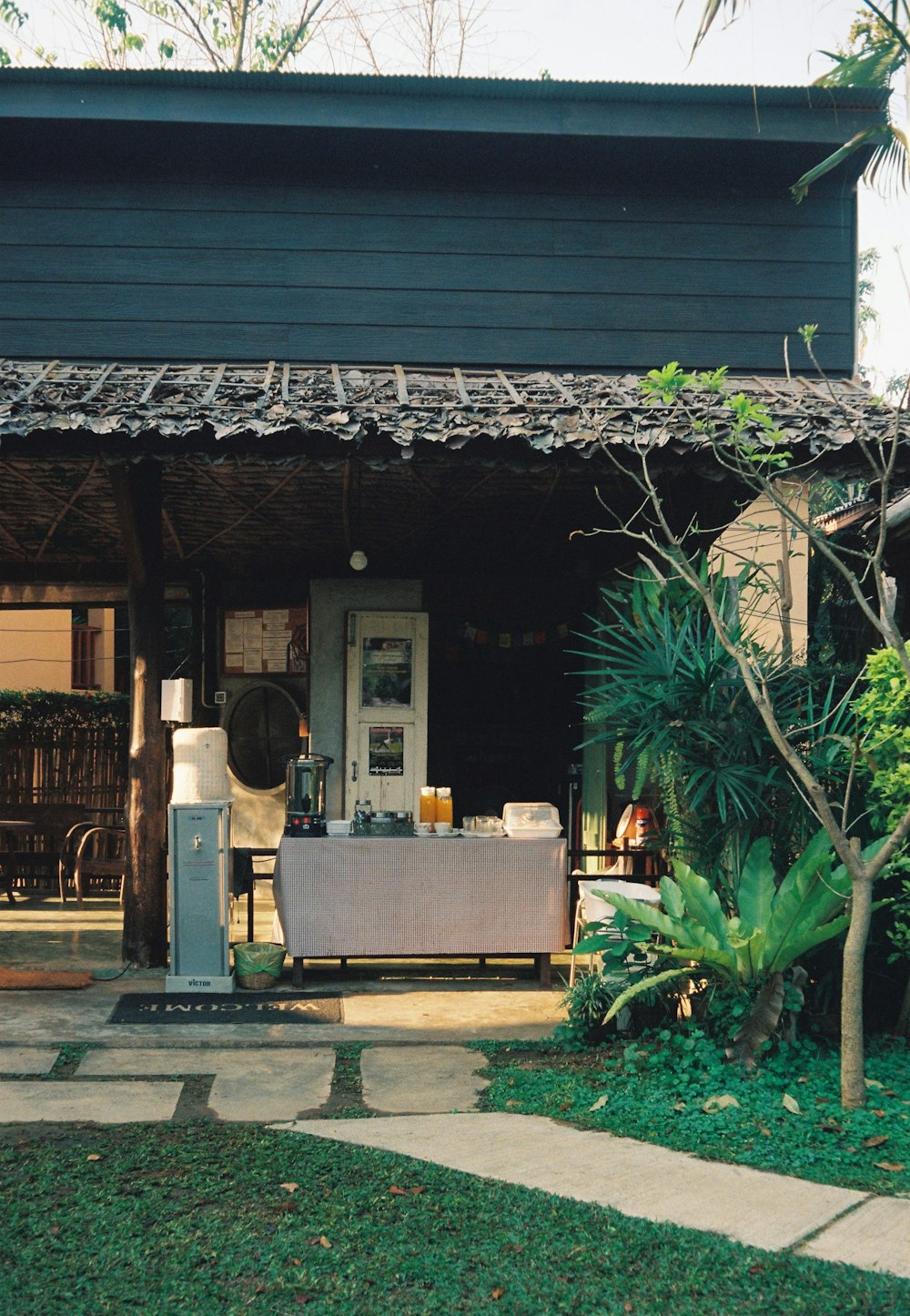 green palm tree near brown wooden house