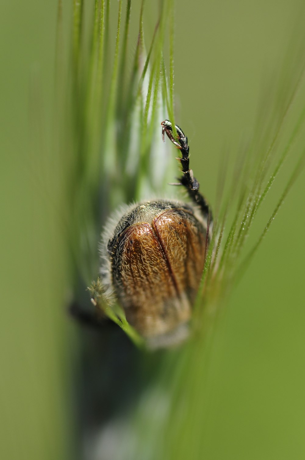 brown and black insect on green plant stem