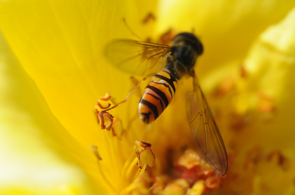 yellow and black bee on yellow flower