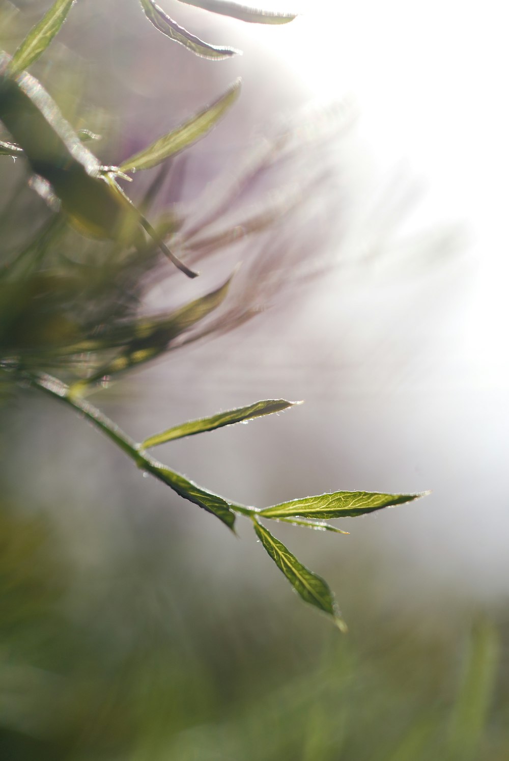 green leaf plant in close up photography