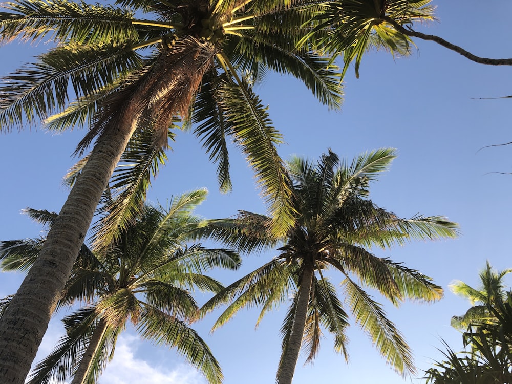 Palmera verde bajo el cielo azul durante el día