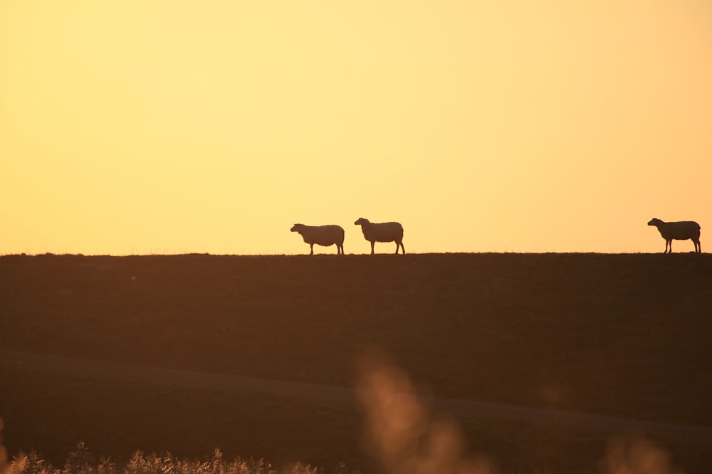 Silueta del caballo en el campo durante la puesta del sol