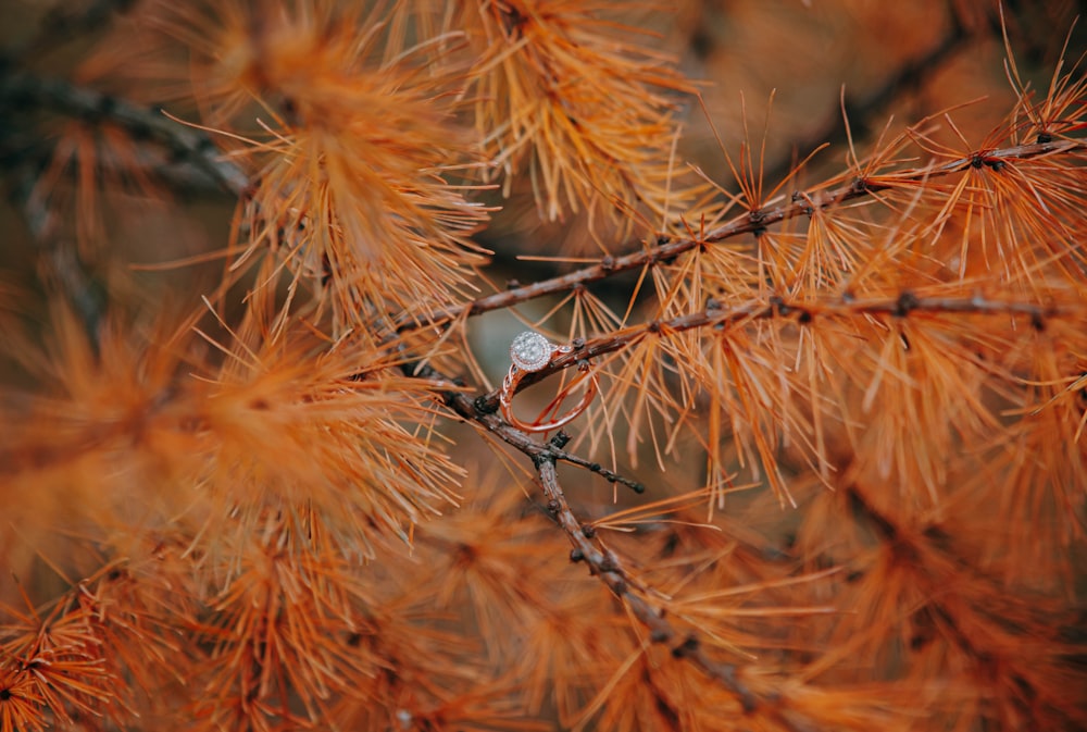 brown and black bird on brown tree branch