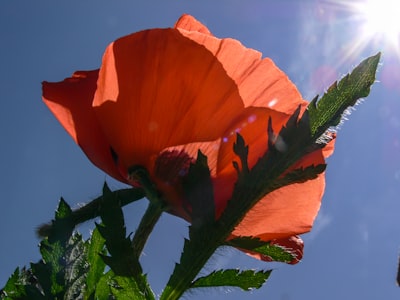 orange flower in close up photography dazzling teams background