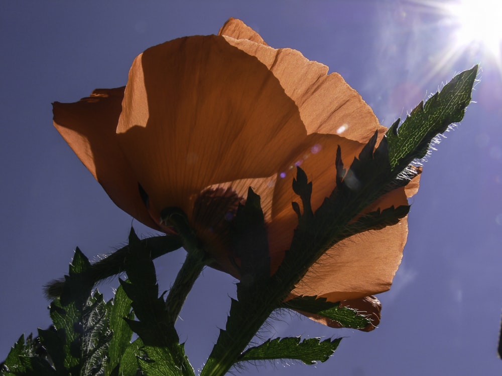 orange flower in close up photography