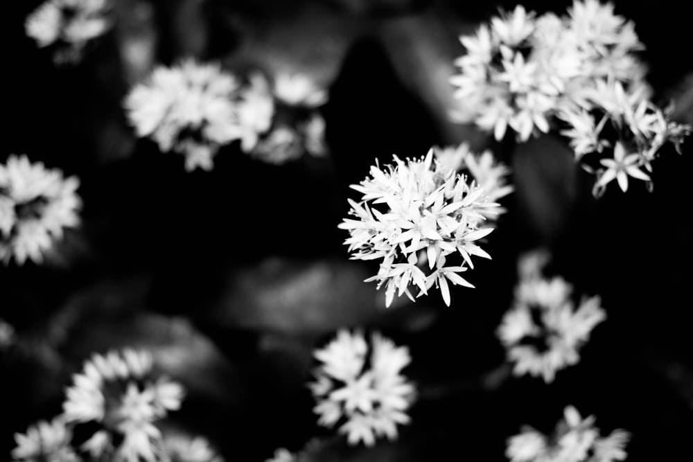 Photo en niveaux de gris de fleurs blanches