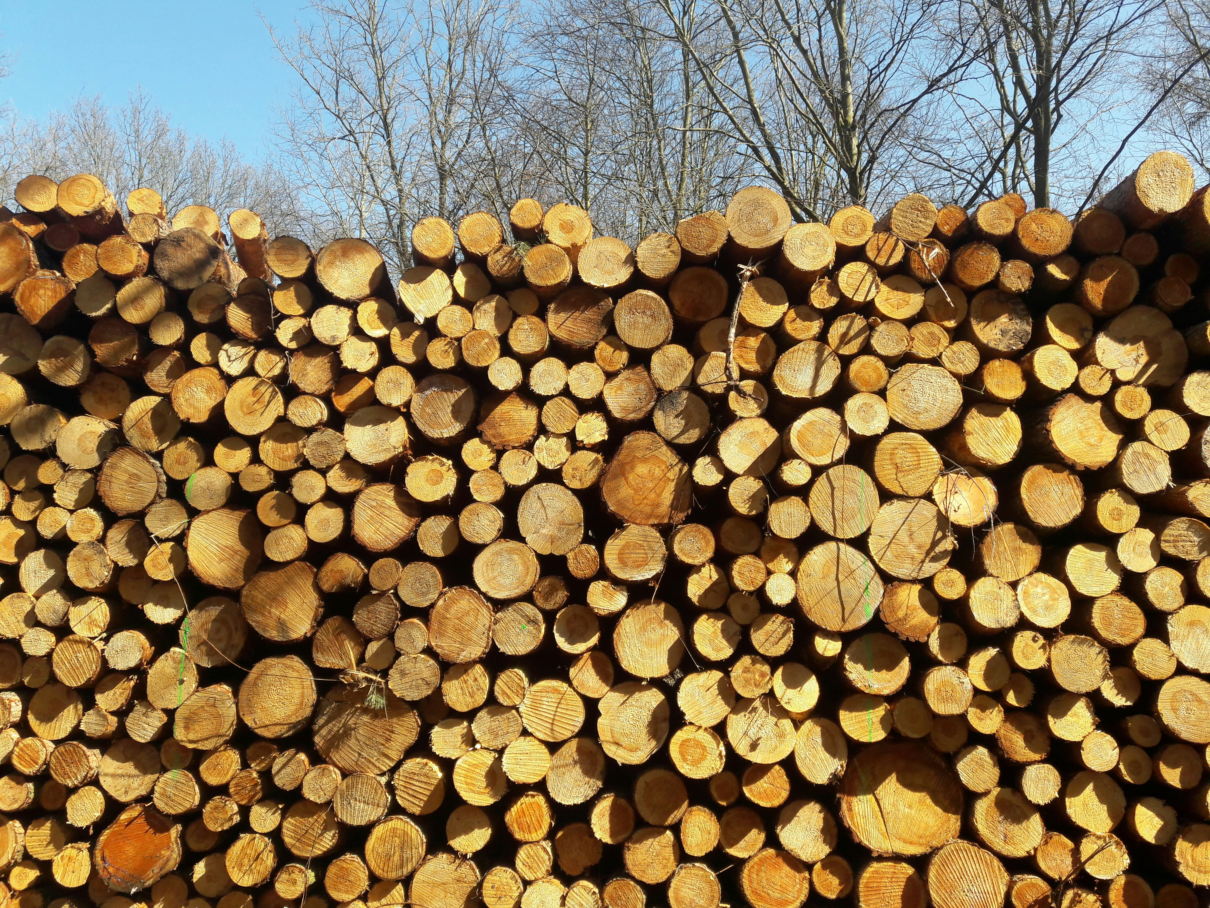 Brown tree logs under blue sky during daytime photo – Free Wood Image ...