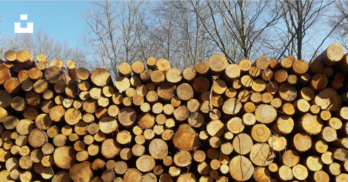 Brown tree logs under blue sky during daytime photo – Free Wood Image ...