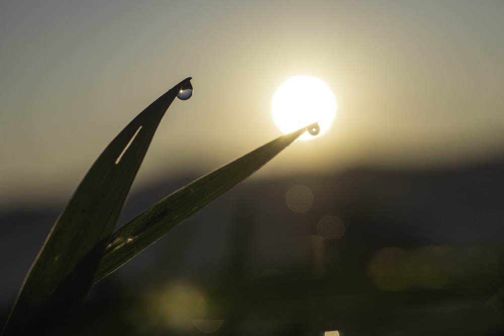 hoja verde con luz solar