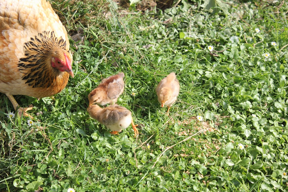 brown chicken on green grass during daytime