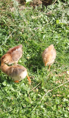 brown chicken on green grass during daytime