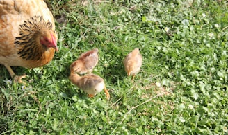 brown chicken on green grass during daytime