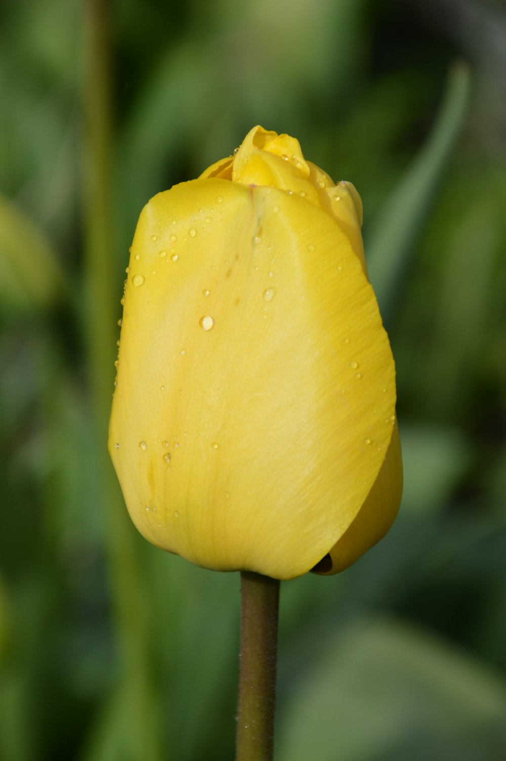 yellow flower in tilt shift lens