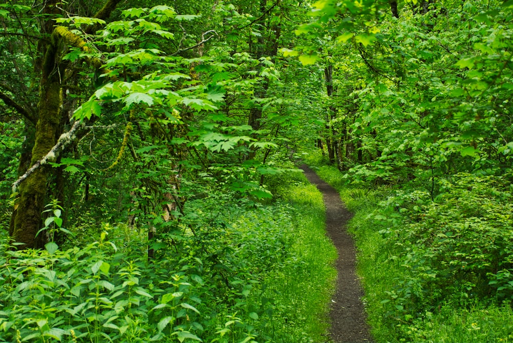 green trees and plants during daytime