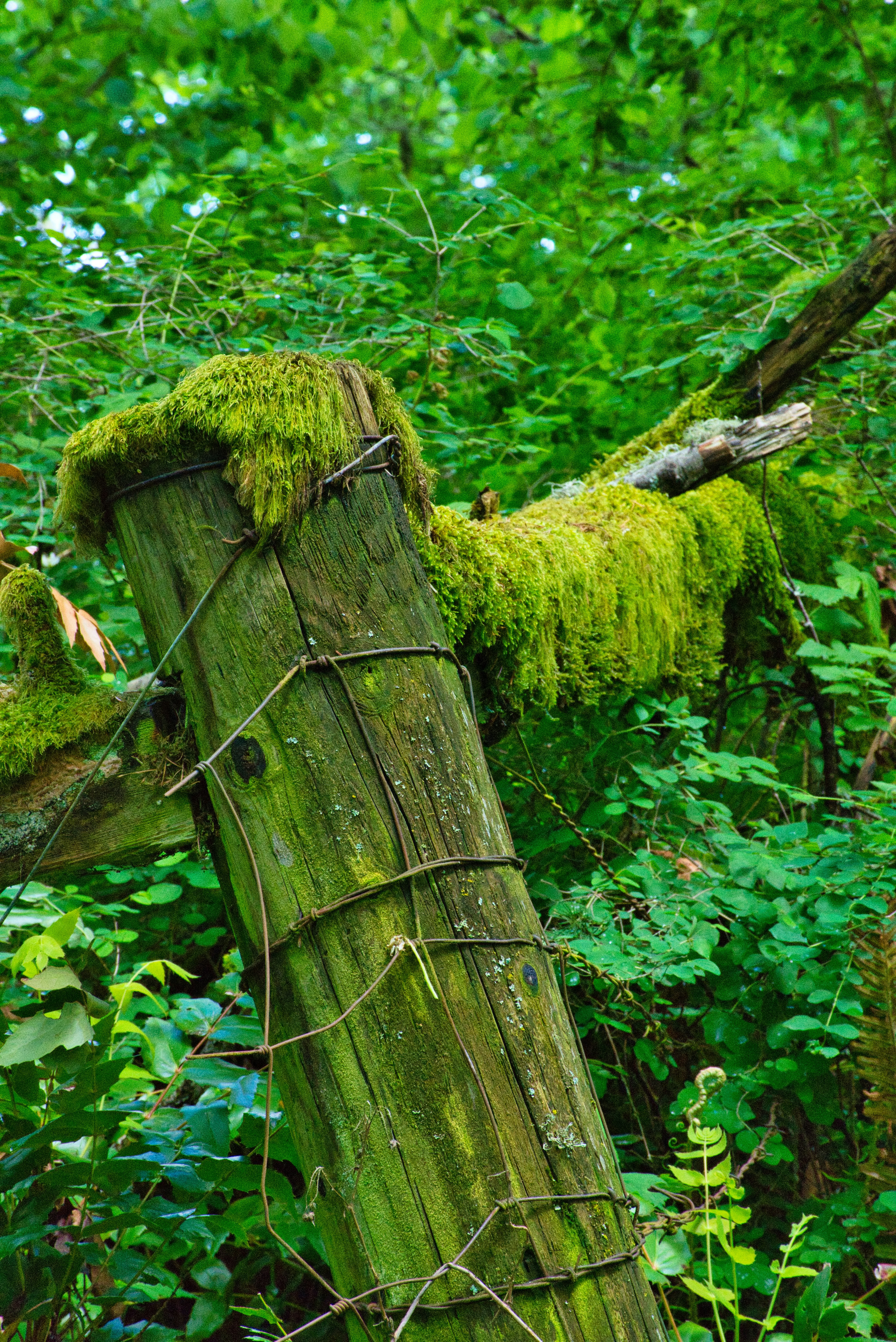 brown tree trunk surrounded by green leaves
