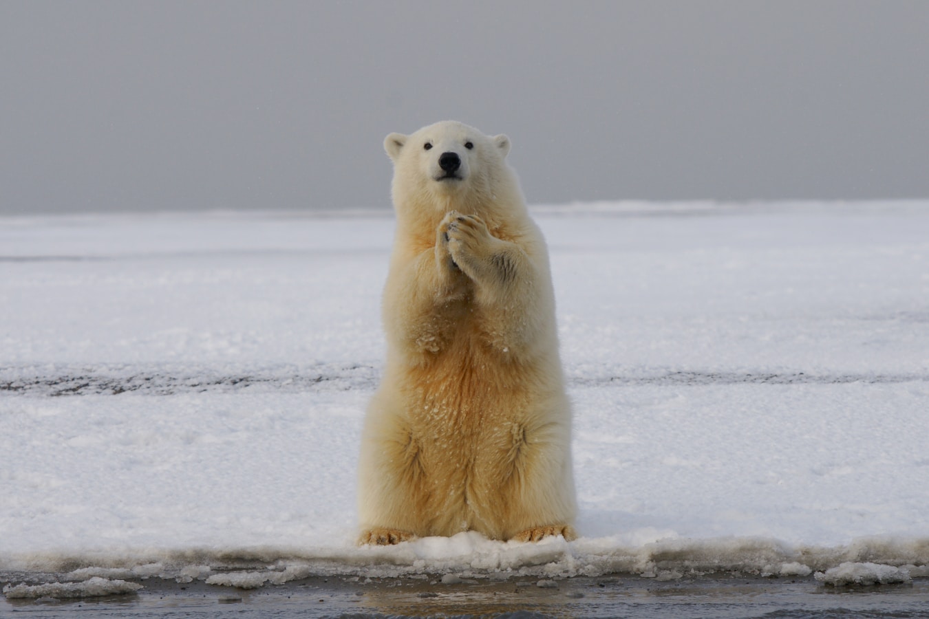polar bear on the snow, by the water, raised on the hind legs, front paws together
