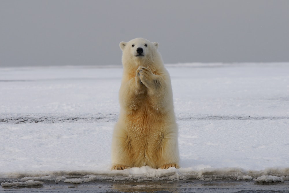 polar bear on snow covered ground during daytime