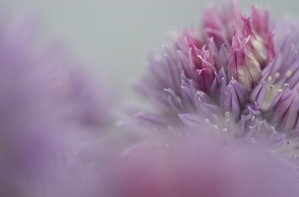 purple and white flower in macro photography