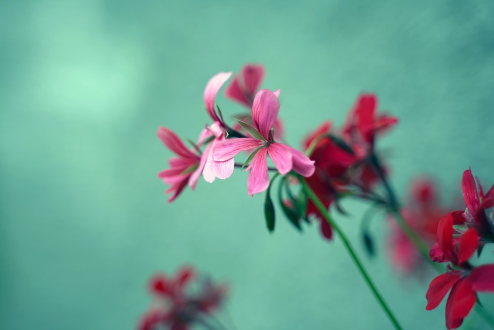 pink and white flower in tilt shift lens