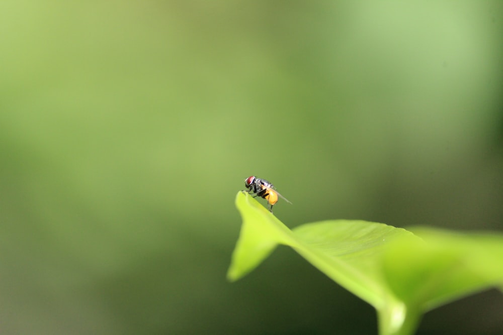 yellow and black bee on green leaf