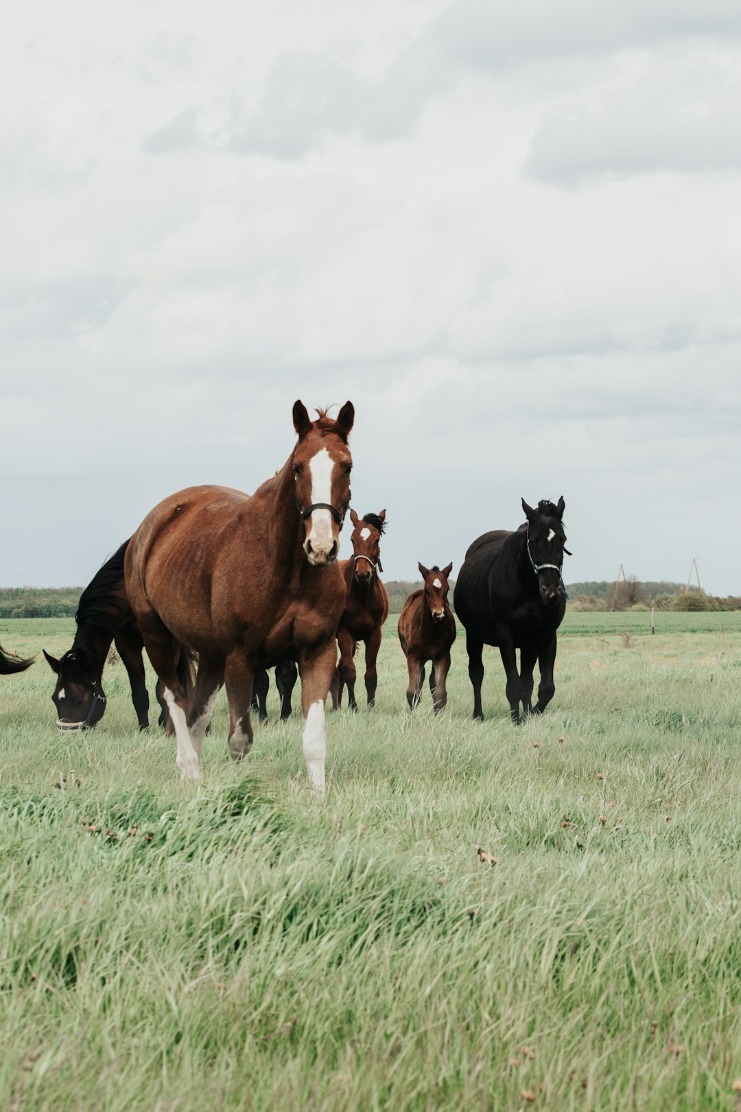 black and brown horses on green grass field during daytime