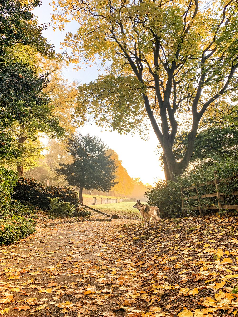 brown and white short coated dog on brown dirt road during daytime