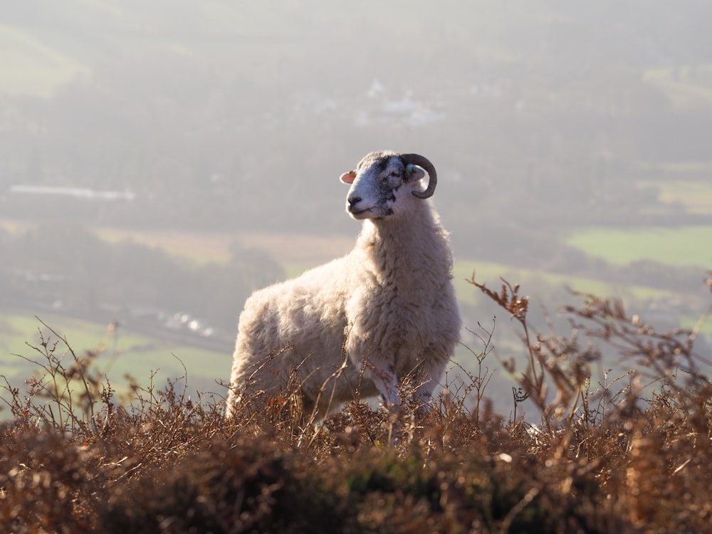 white sheep on green grass field during daytime