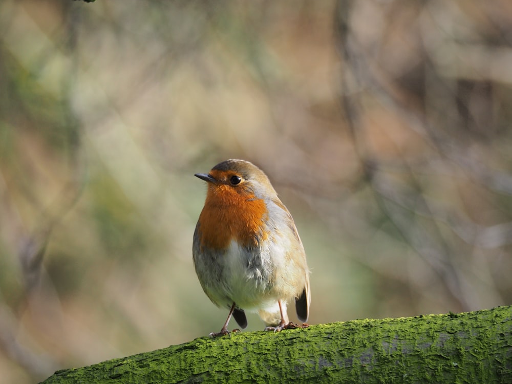 white and brown bird on tree branch