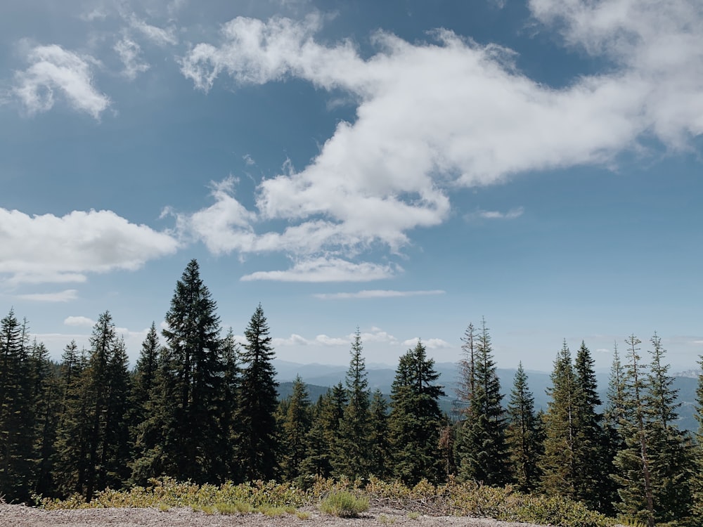 green pine trees under blue sky and white clouds during daytime