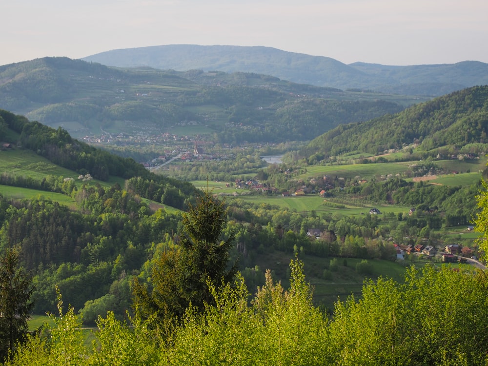 green trees on mountain during daytime