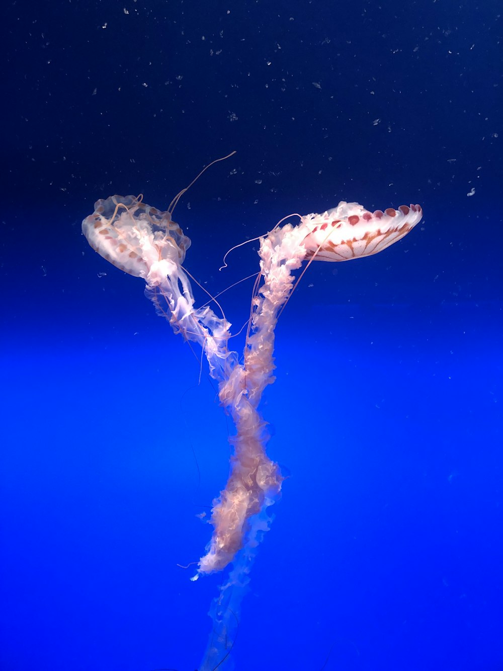 white and brown jellyfish under water