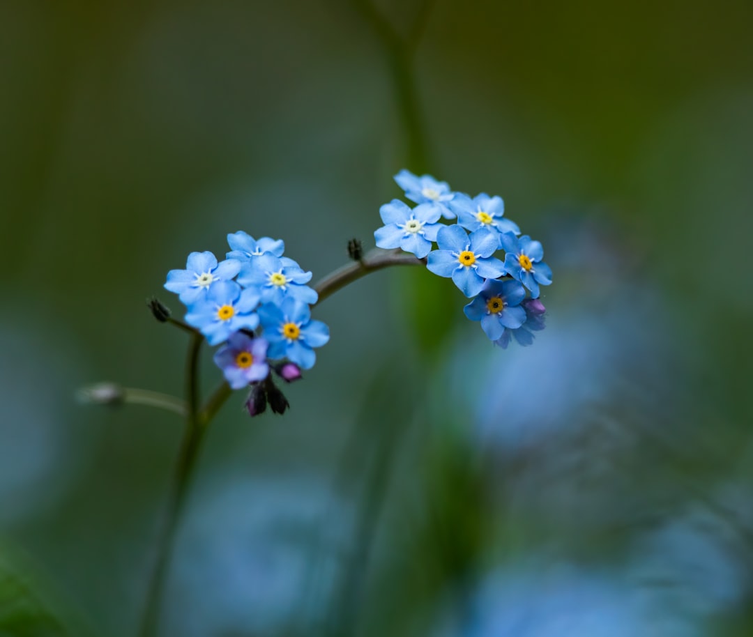 blue flower in tilt shift lens