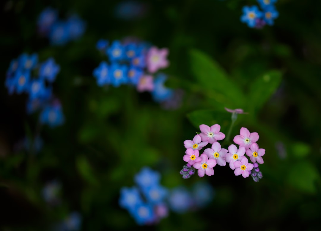 blue and white flower in tilt shift lens