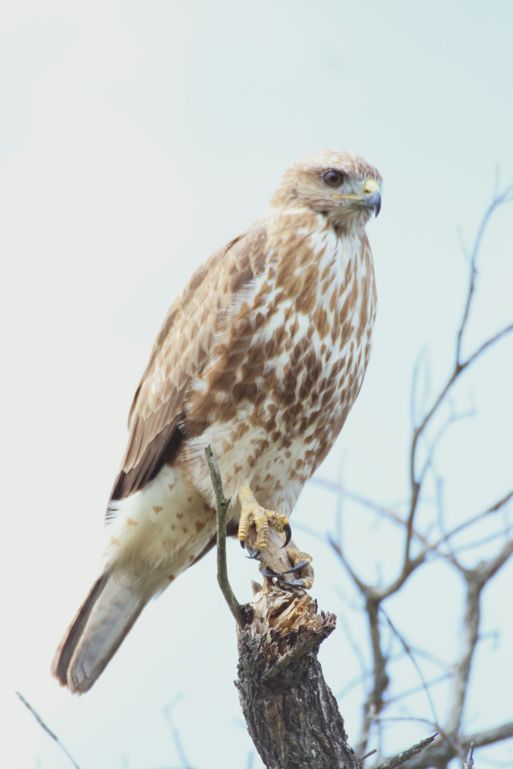 brown and white bird on brown tree branch