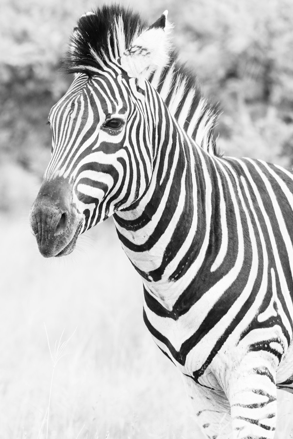 zebra standing on grass field