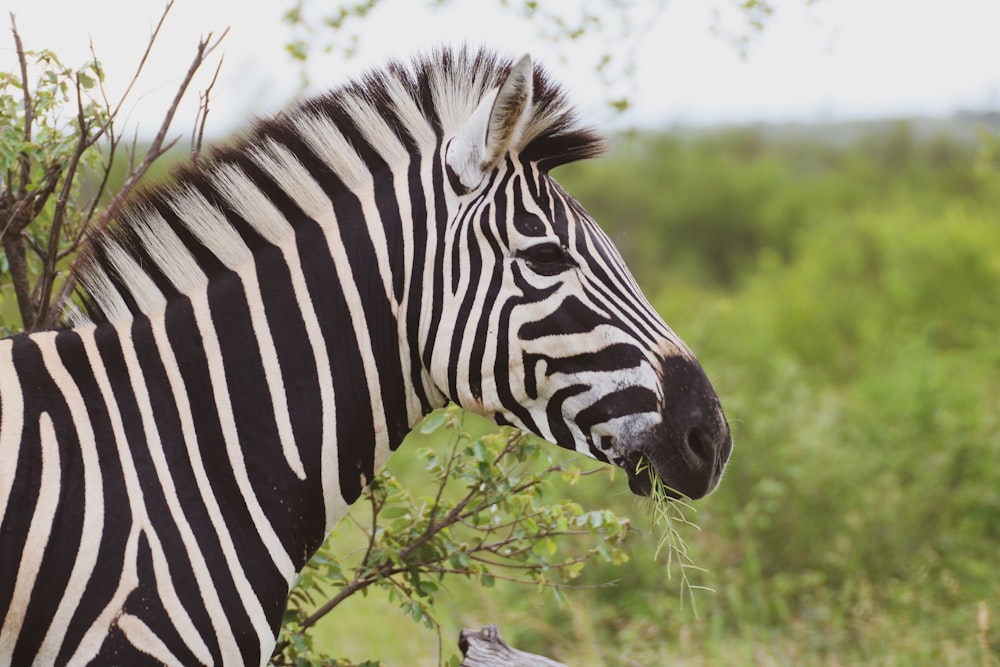 zebra eating grass during daytime