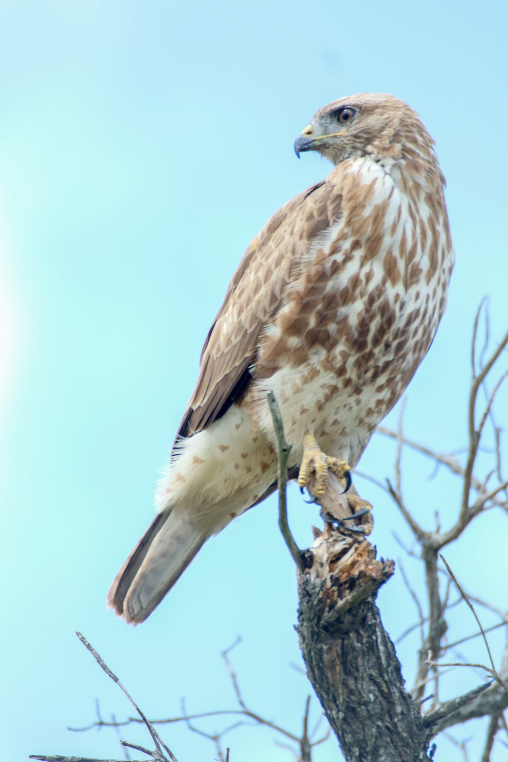 brown and white bird on tree branch