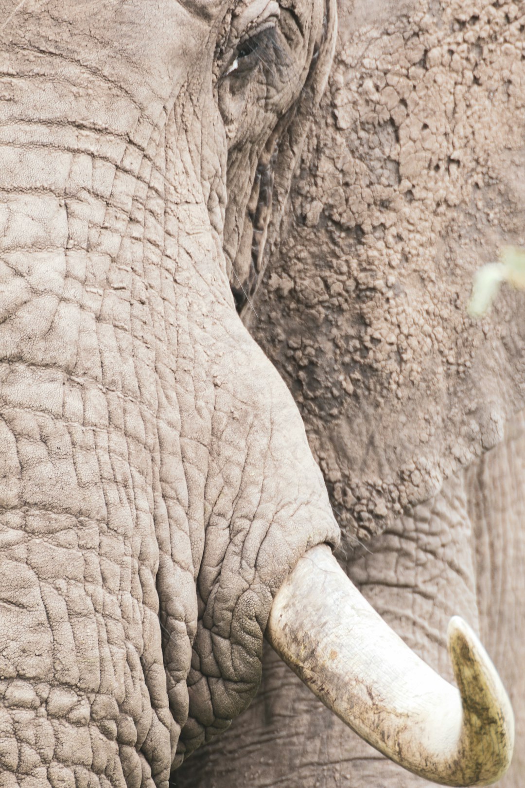 grey elephant in close up photography