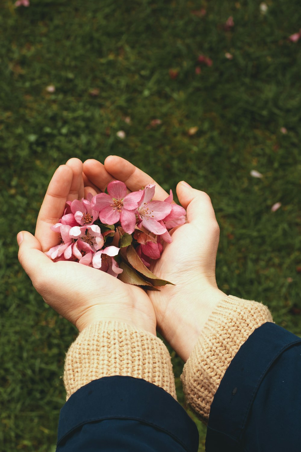 person holding pink flower petals