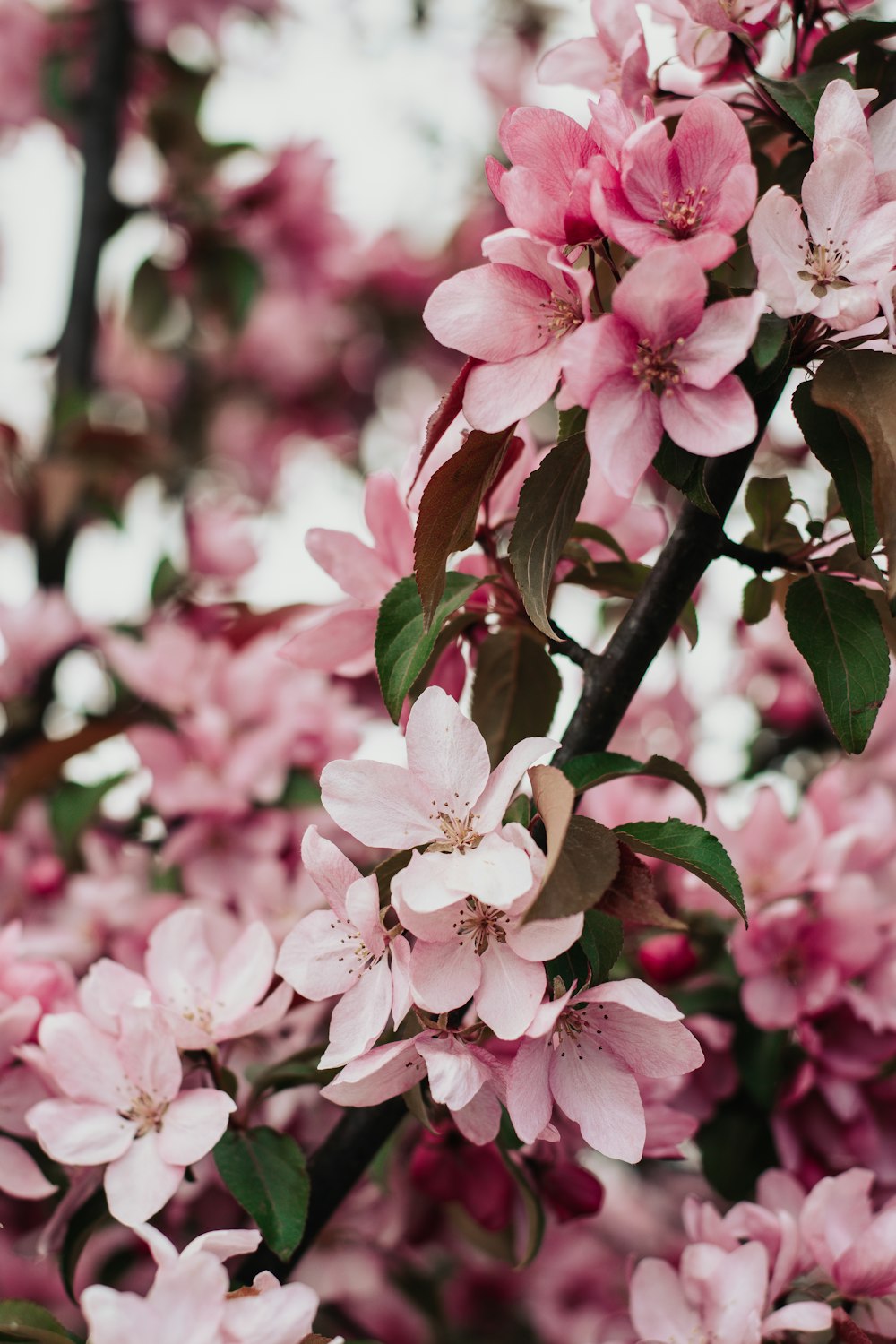 pink and white flowers in tilt shift lens