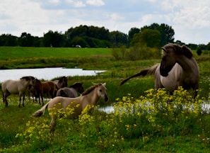 Happy horses grazing on a lush pasture with fresh hay scattered nearby