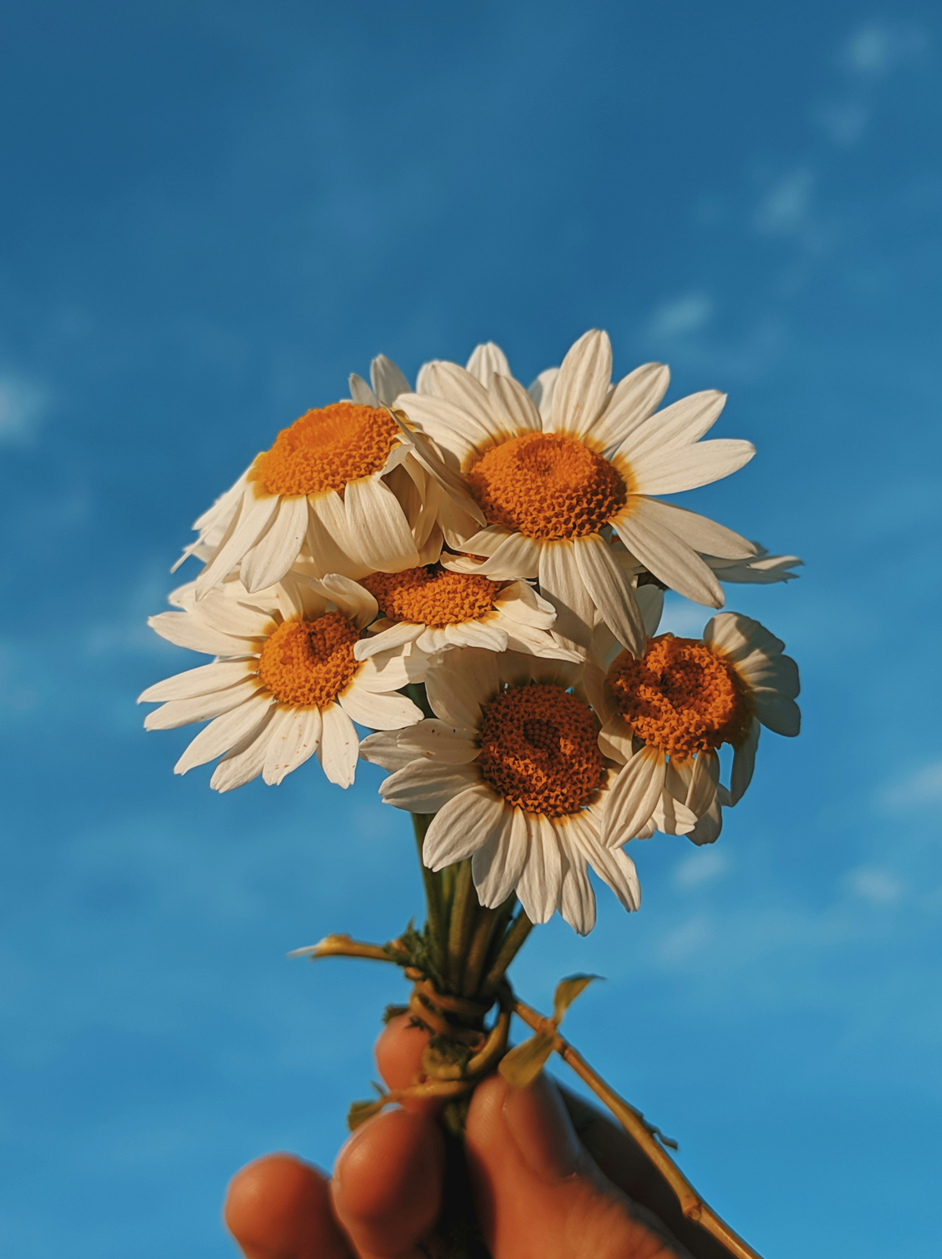 Weiße und braune Gänseblümchenblüten unter blauem Himmel während des Tages