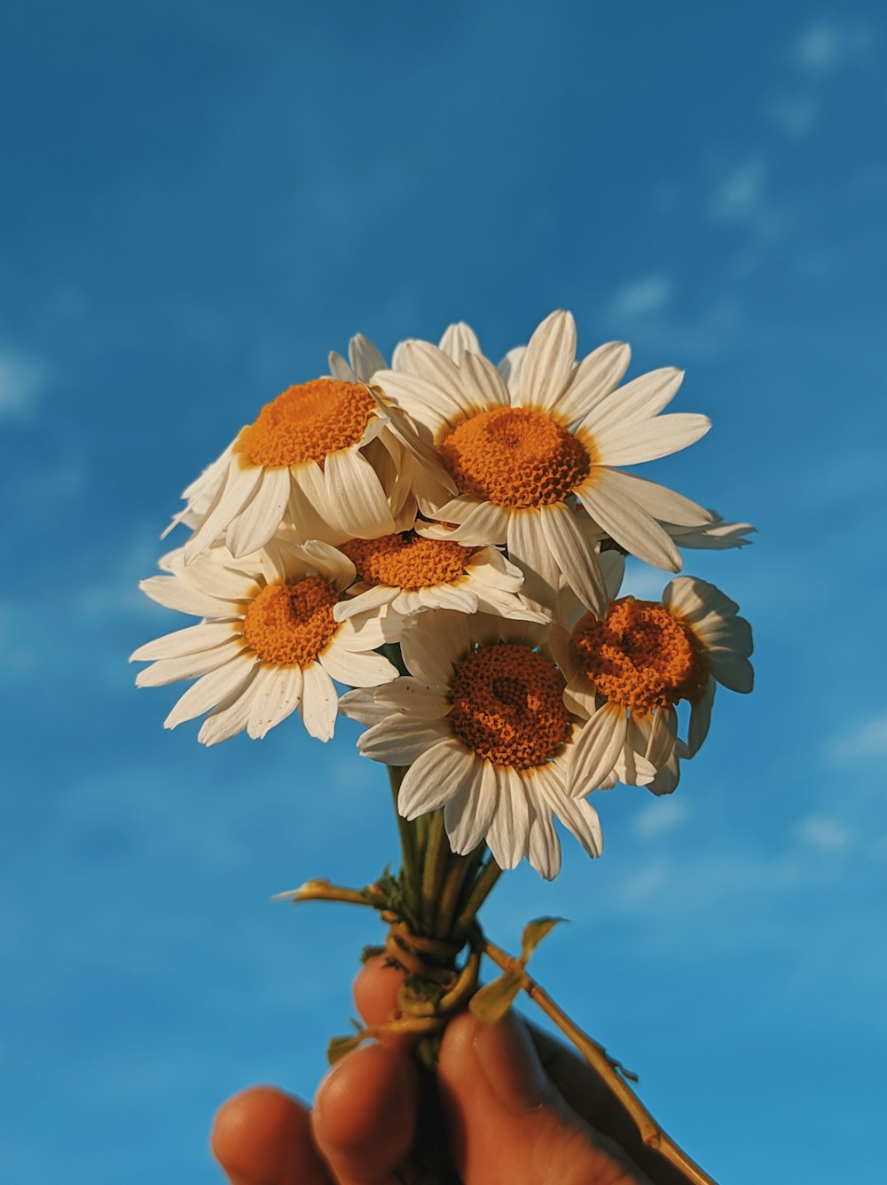 white and brown daisy flowers under blue sky during daytime