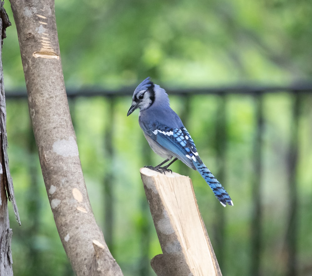 昼間、茶色の木の枝にとまる青と白の鳥