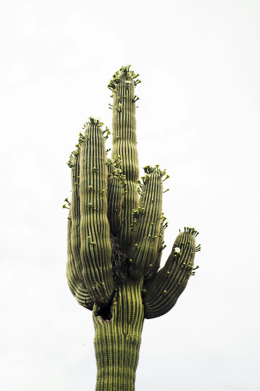 green cactus plant in grayscale photography