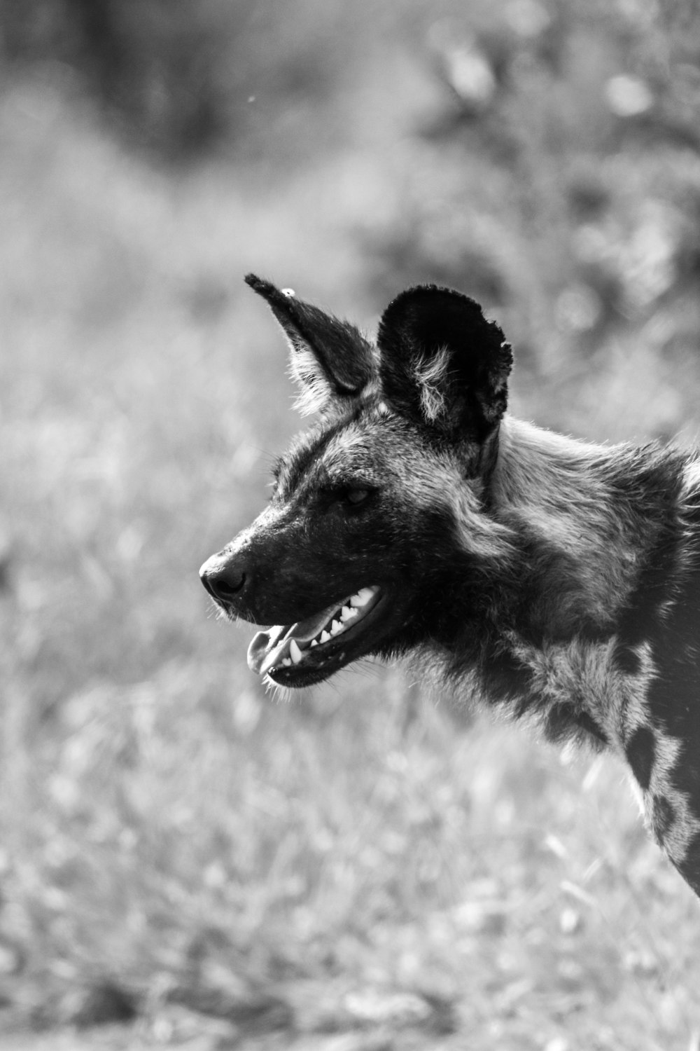 grayscale photo of a dog on grass field