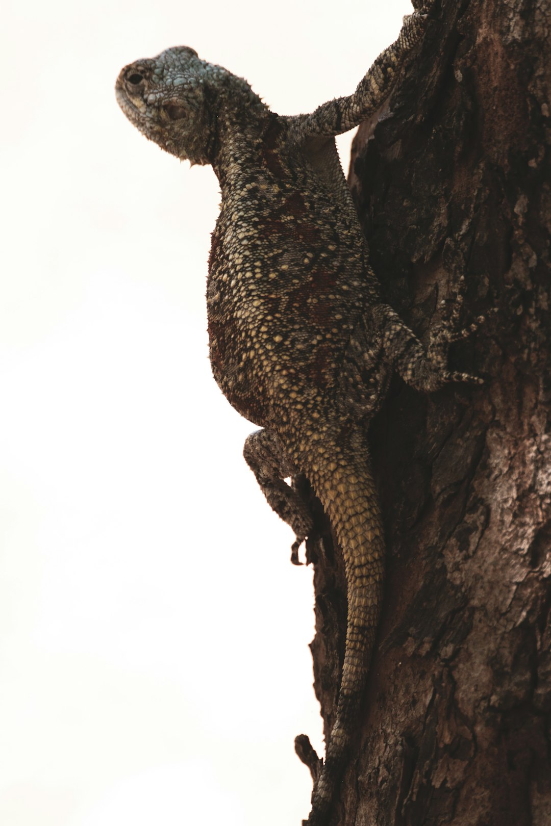 brown and black leopard on brown tree